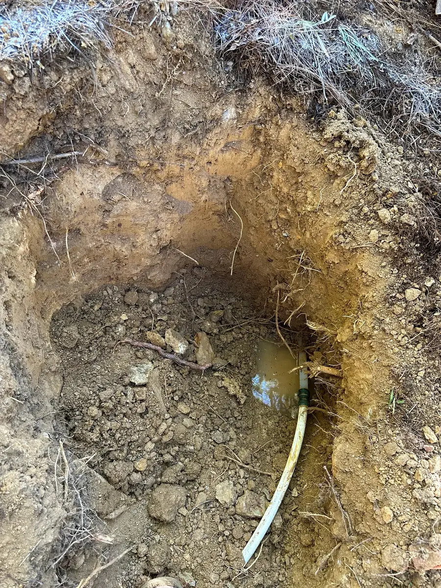 Failed Shark Bite: Excavated